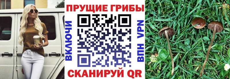 дарк нет клад  Северо-Курильск  Галлюциногенные грибы Cubensis  как найти закладки 